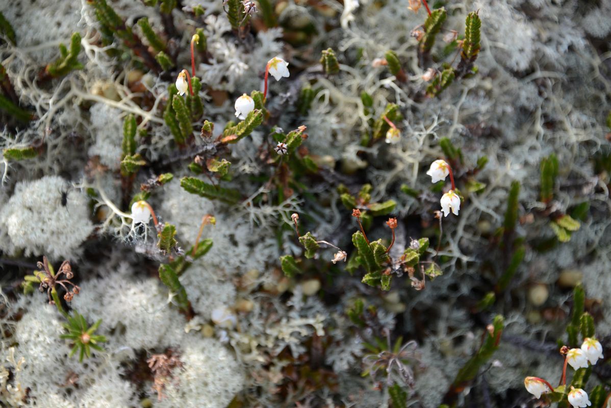 14B Small Plants And Wildflowers In Richardson Mountains At Communication Tower Near The Dempster Highway On Day Tour From Inuvik To Arctic Circle